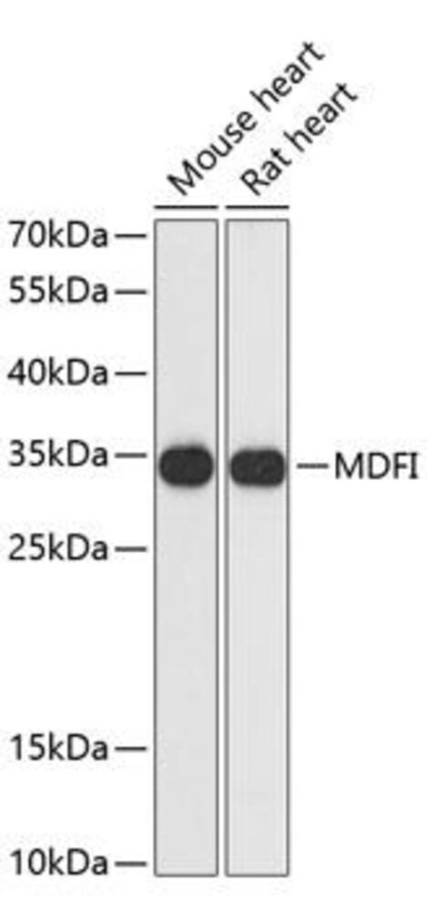 Anti-MDFI Antibody
