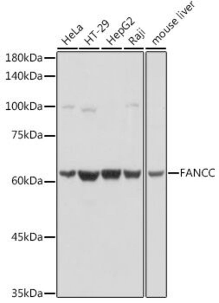 Anti-FANCC Antibody, 100 µl