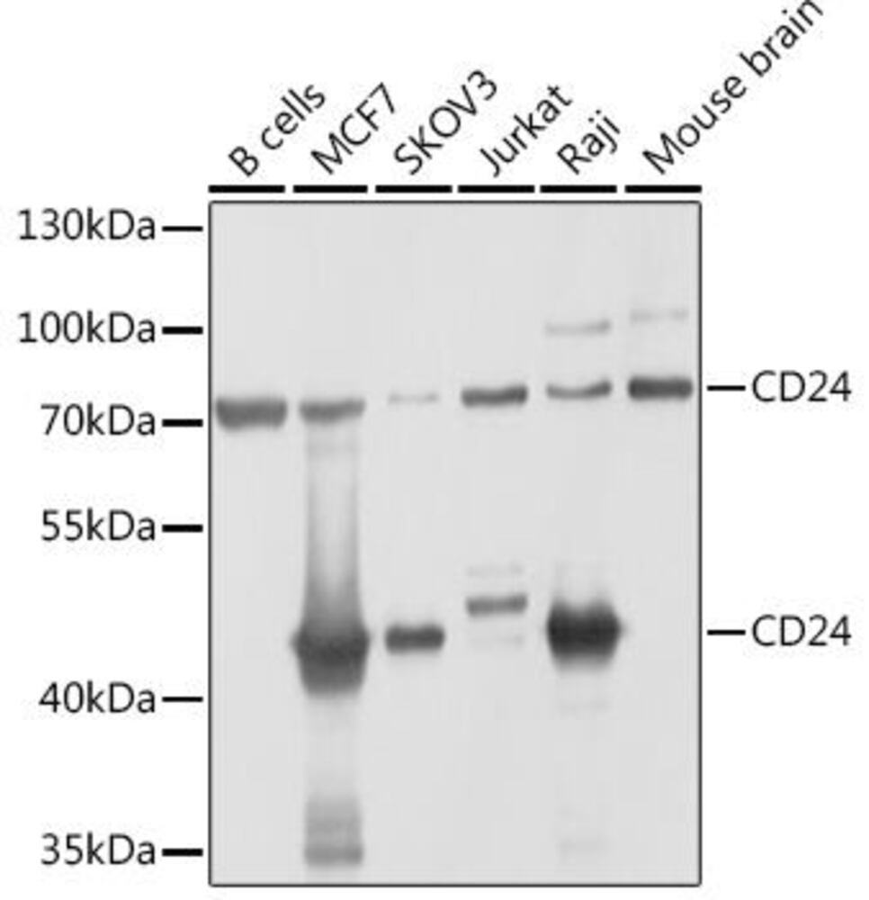 Anti-CD24 Antibody, 100 µl