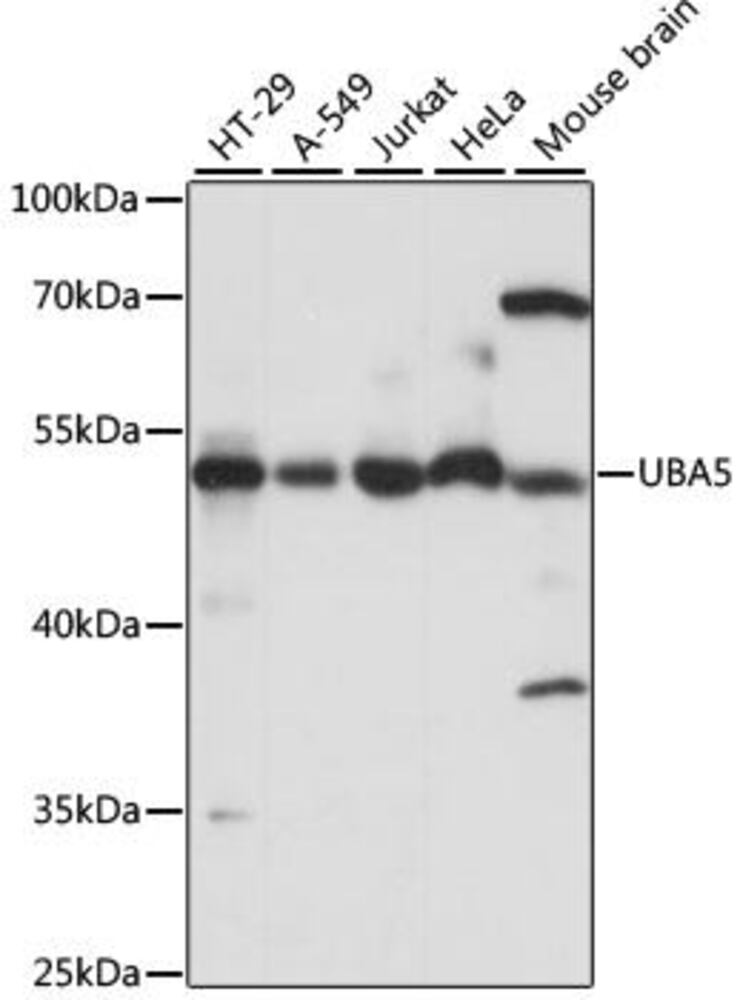 Anti-UBA5 Antibody, 100 µl