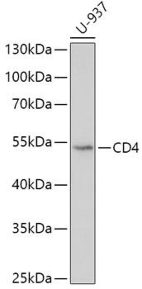 Anti-CD4 Antibody, 100 µl