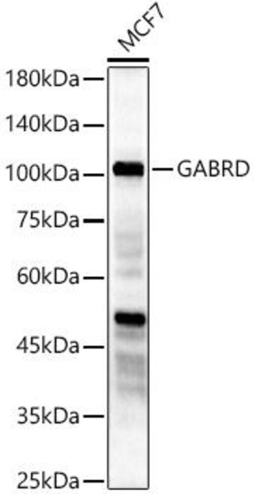 Anti-GABRD Antibody