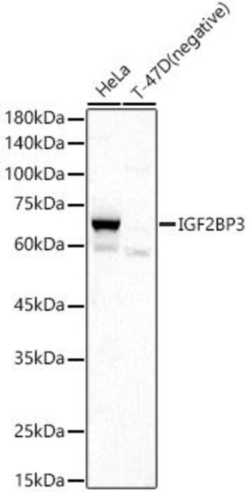 Anti-IMP3 Antibody