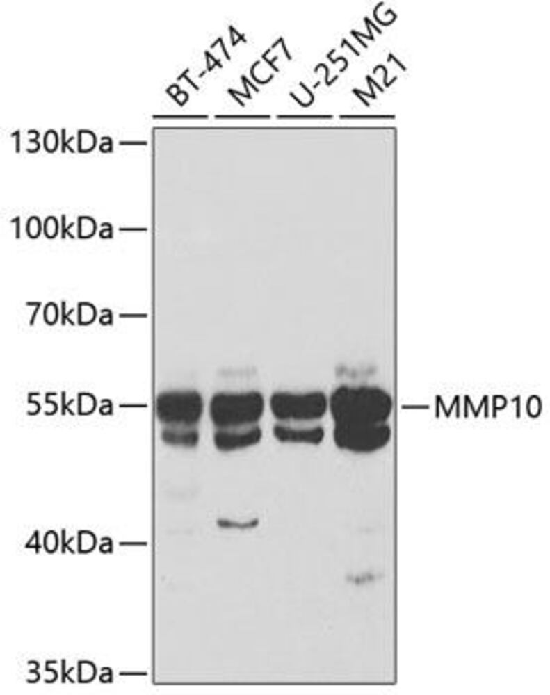 Anti-MMP10 Antibody, 100 µl