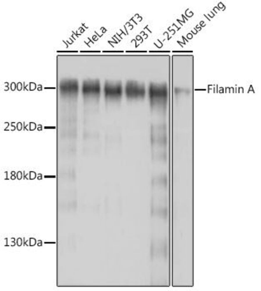 Anti-Filamin A Antibody, 100 µl