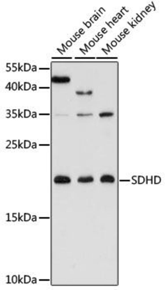 Anti-SDHD Antibody, 100 µl