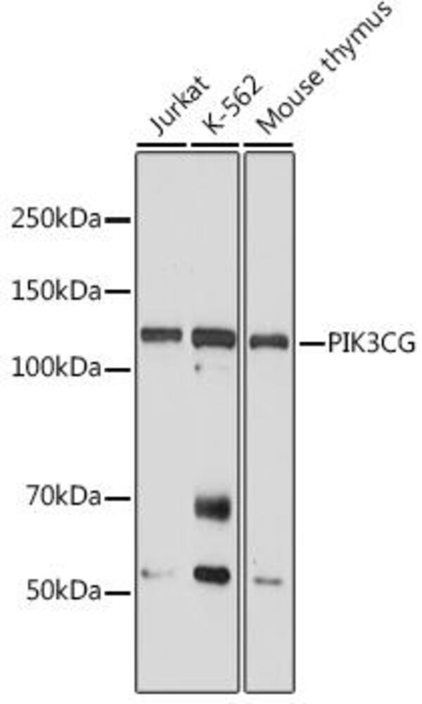 Anti-PI 3 Kinase catalytic subunit gamma (PI3K-gamma), 100 µl