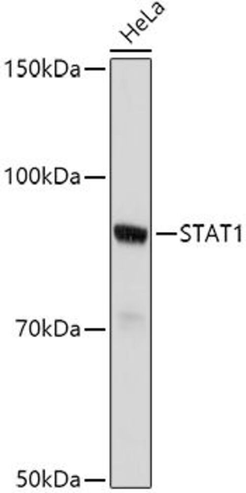 Anti-STAT1 Antibody, 100 µl