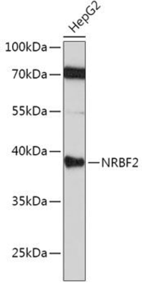 Anti-NRBF2 Antibody, 100 µl