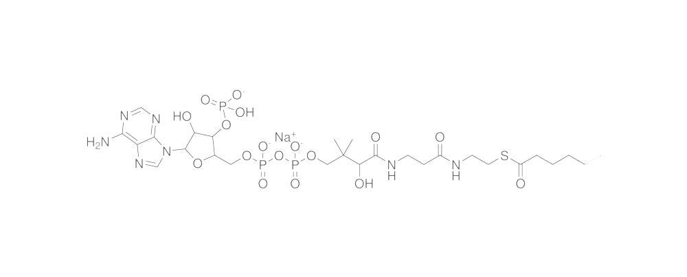 Hexanoyl Coenzyme A, Sodium salt