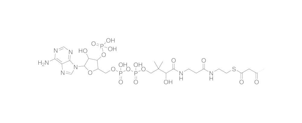 Acetoacetyl Coenzyme A, Free acid
