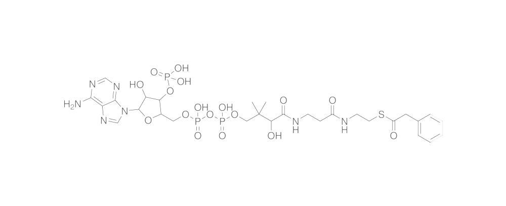 Phenylacetyl Coenzyme A, Free acid