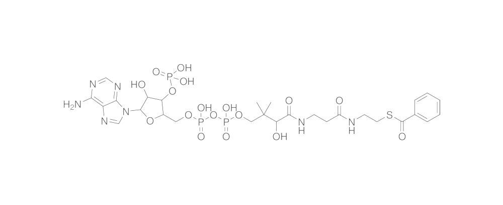 Benzoyl Coenzyme A, free acid