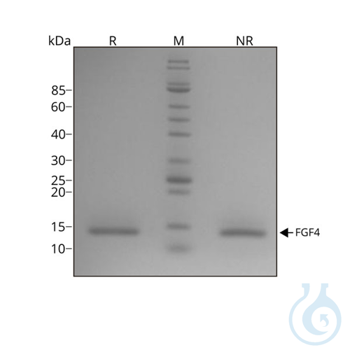 Recombinant human FGF-4 protein 0.1mg