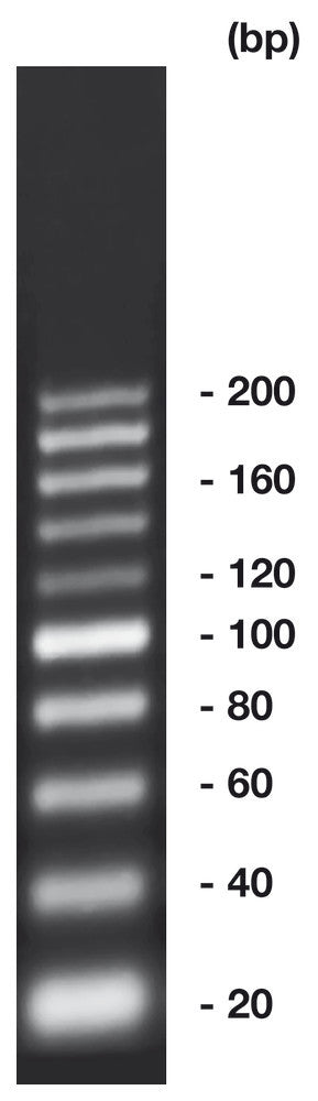 20 bp-DNA-Ladder,, ready-to-use, not pre-dyed, 500 µl, plastic - Luminix Health