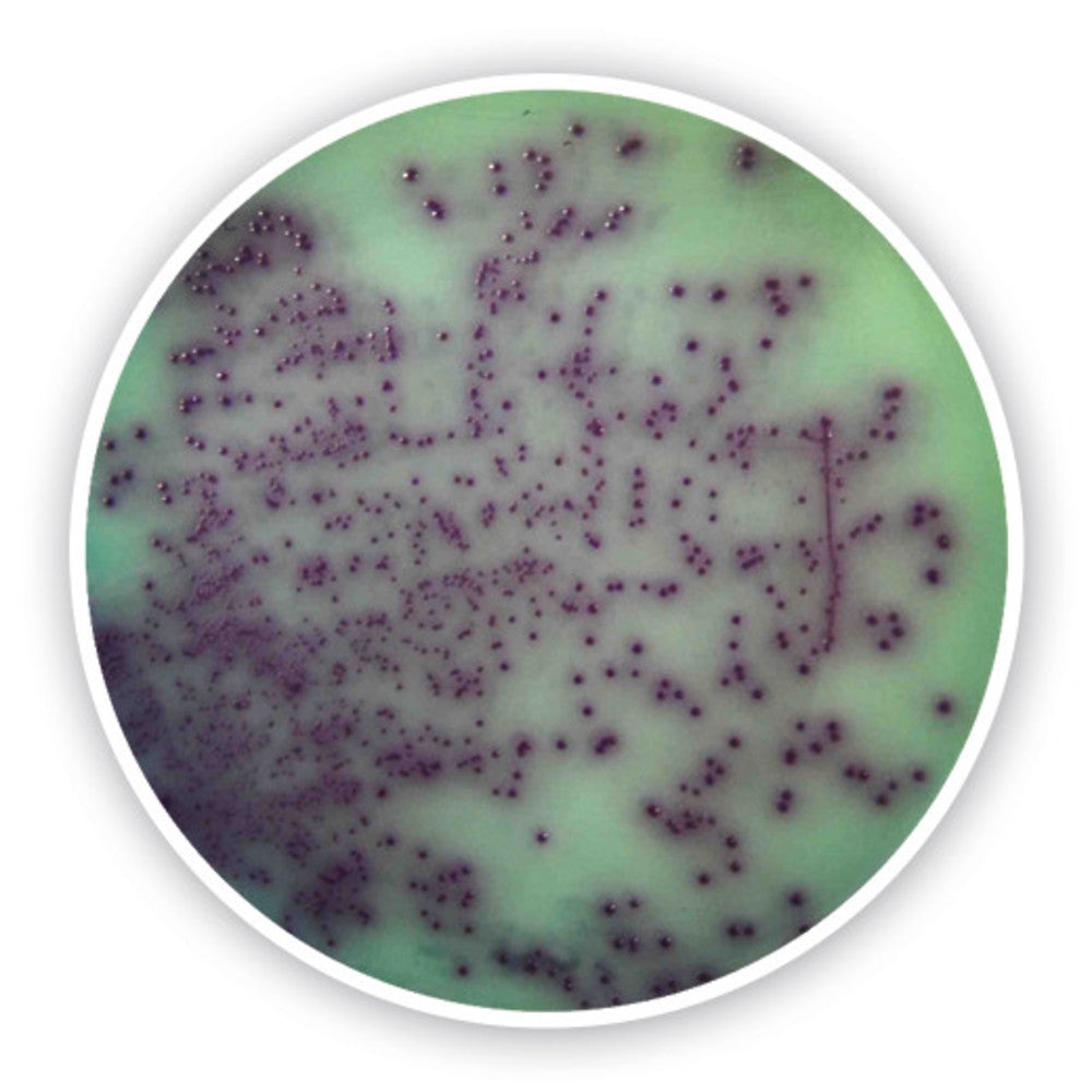 Pseudomonas chromogenic Agar, 500 g