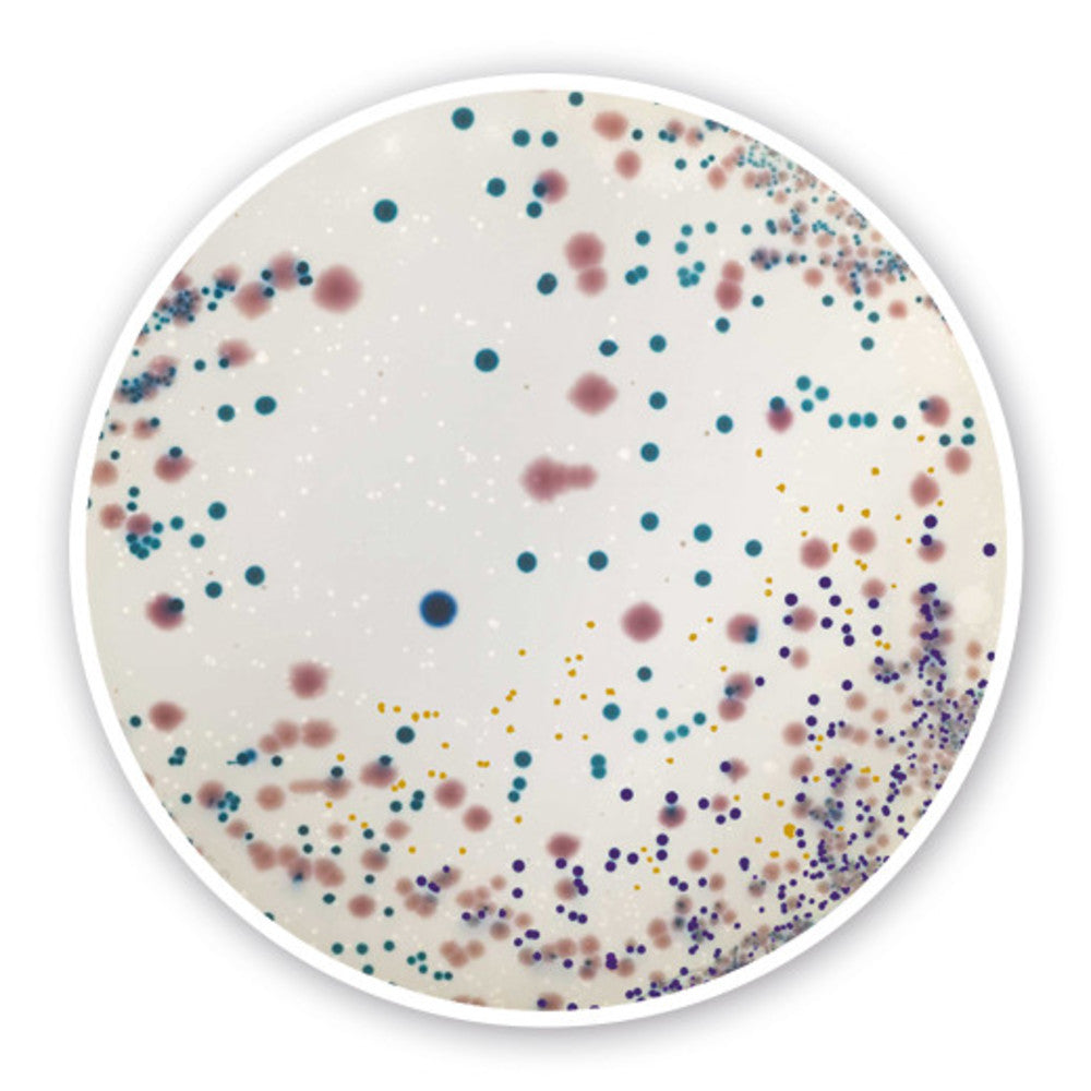 UTI chromogenic Agar, for microbiology, 100 g, plastic - Luminix Health