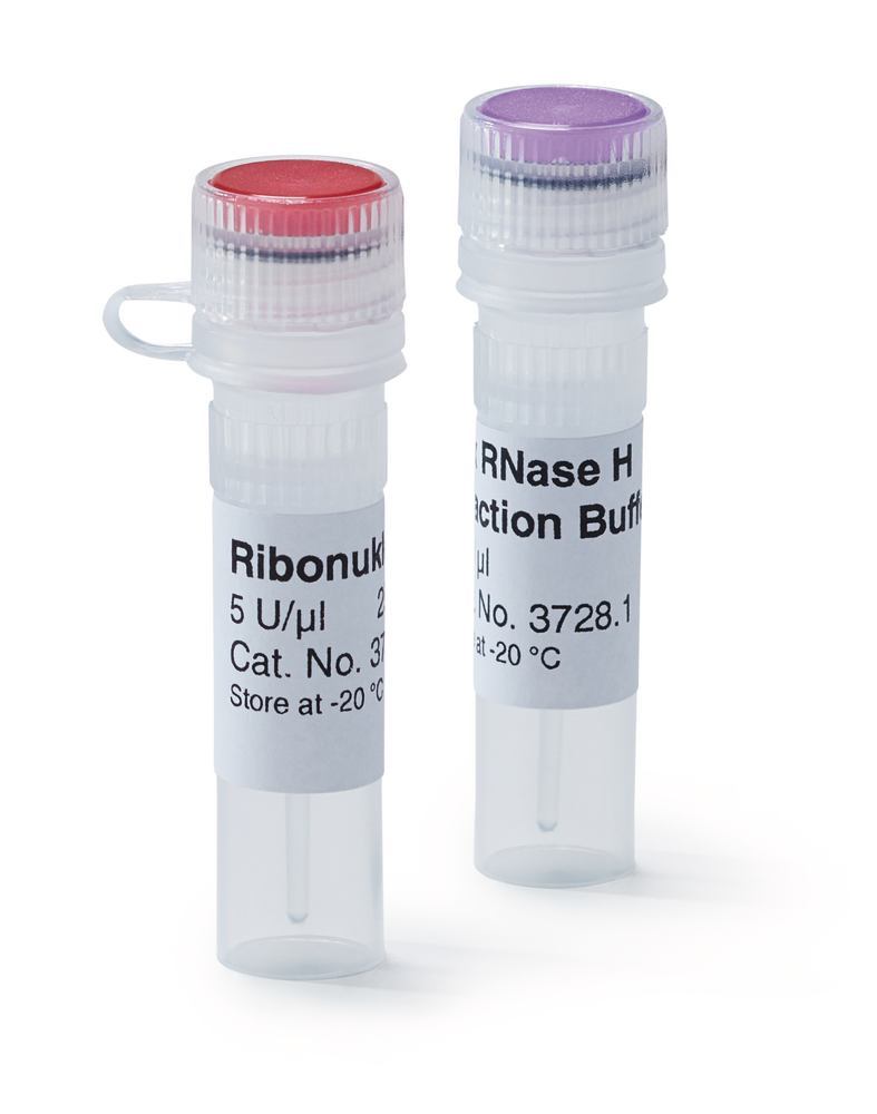 Ribonuclease H, 5 U/µl, for Molecular Biology, 50 µl, plastic - Luminix Health