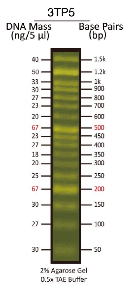 50 bp Fluorescent DNA Ladder, ready-to-use, pre-dyed, 500 µl