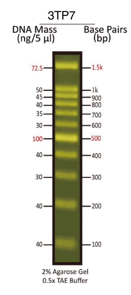 100 bp Fluorescent DNA Ladder