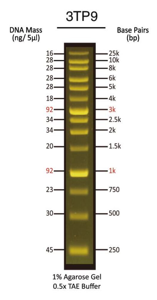 25 kb Fluorescent DNA Ladder