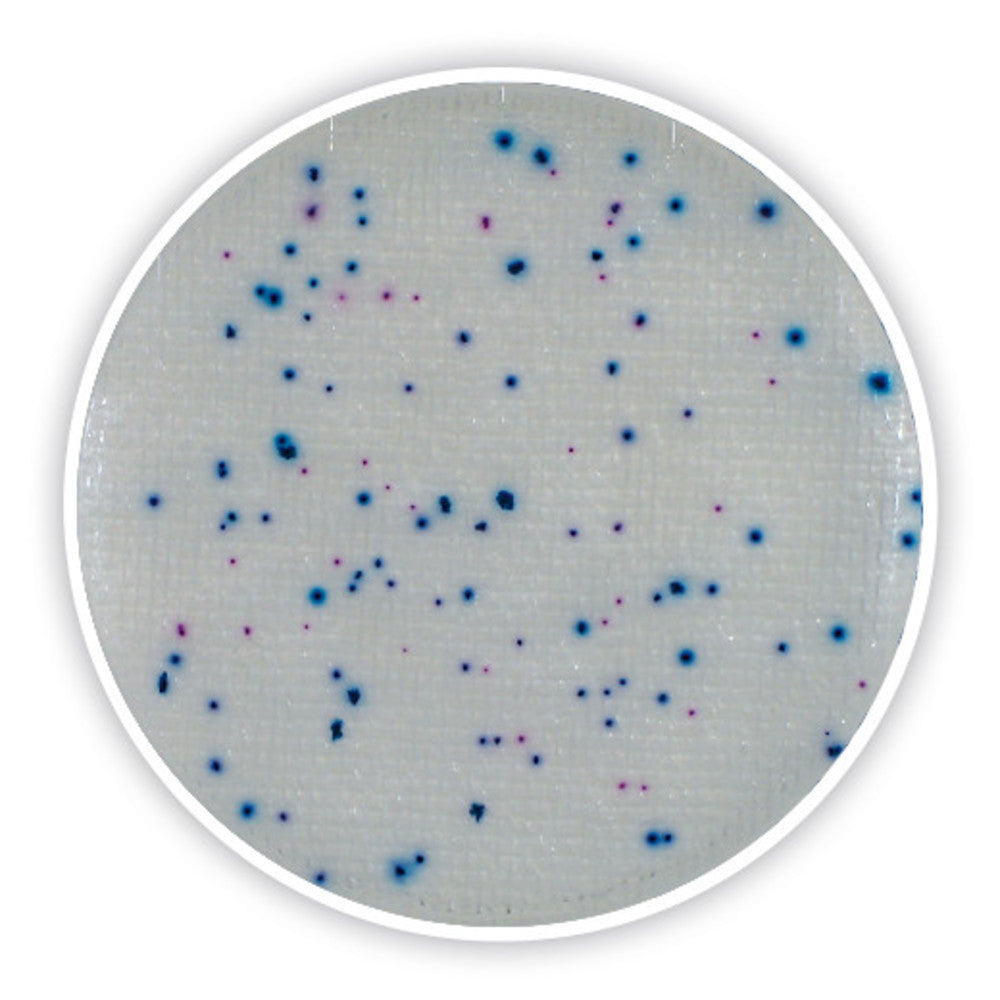 Compact Dry EC, sterile, for microbiology, 40 unit(s), blister - Luminix Health