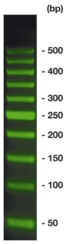 50 bp-DNA-Ladder BrightGreen, ready-to-use, pre-dyed, 500 µl, plastic - Luminix Health