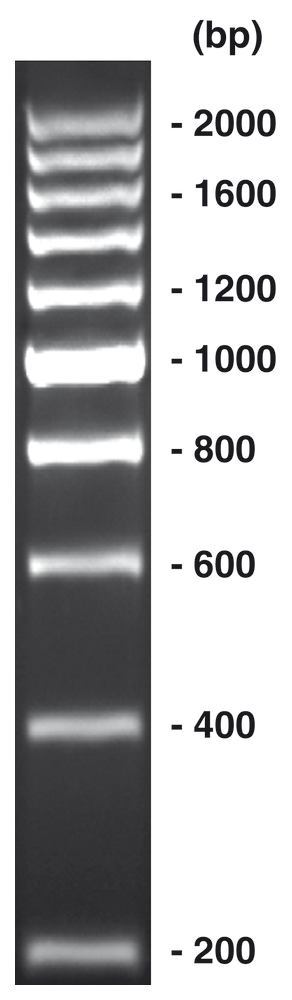 200 bp-DNA-Ladder, ready-to-use, not pre-dyed, 500 µl, plastic - Luminix Health