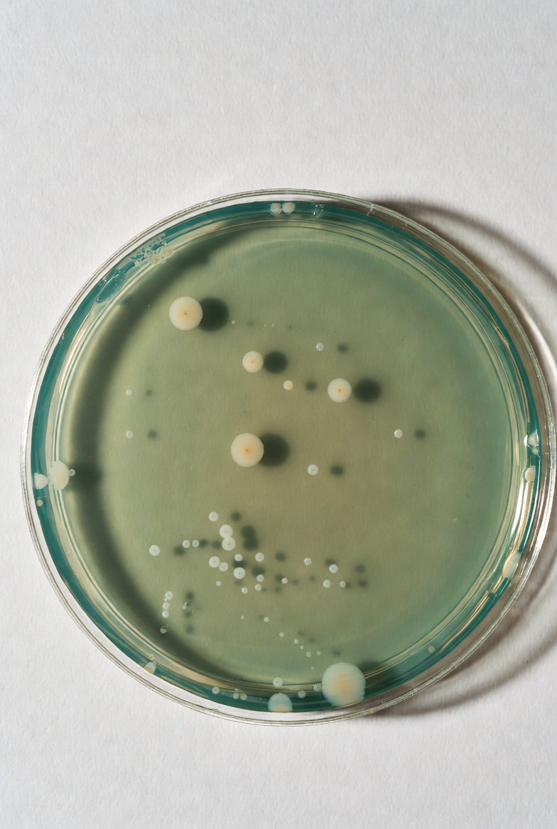 Brain-Heart-Infusion Agar, for microbiology, 500 g, plastic - Luminix Health