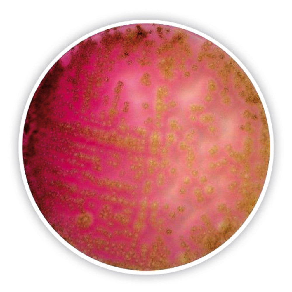 Dichlorane Bengal Red Agar,chloramphen., ISO 11133, ISO 21527-1, 500 g, plastic - Luminix Health