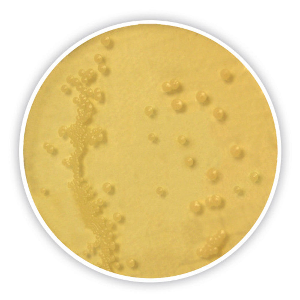 Dichlorane Glycerol Agar (base), ISO 11133, ISO 21527-2, 500 g, plastic - Luminix Health