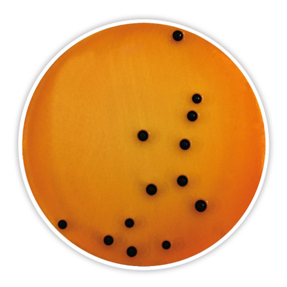 Deoxycholate Citrate Agar, for microbiology, 500 g, plastic - Luminix Health