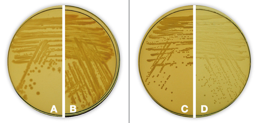 Standard Nutrient Agar I, for microbiology, 500 g, plastic - Luminix Health