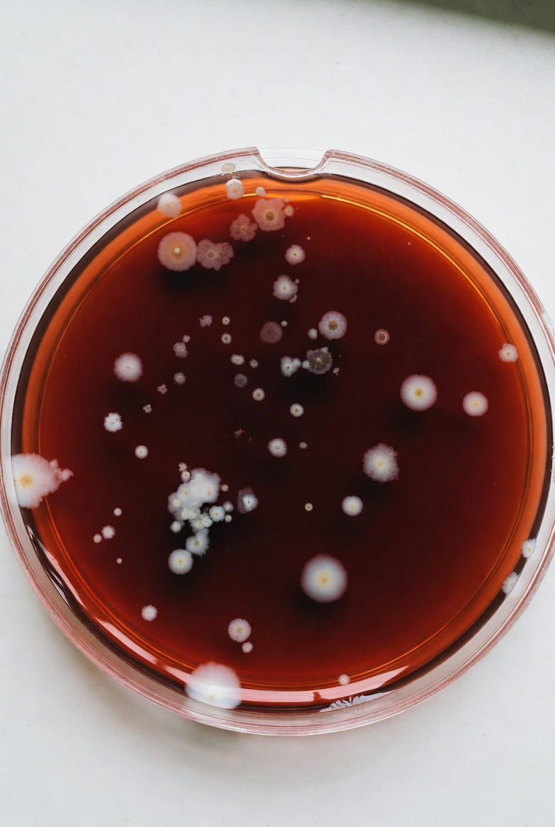Brucella Agar, for microbiology, 500 g, plastic - Luminix Health