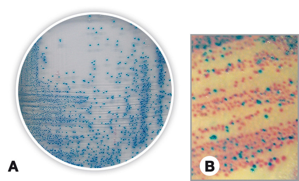Coliforms chromogenic Agar, for microbiology, 100 g, plastic - Luminix Health