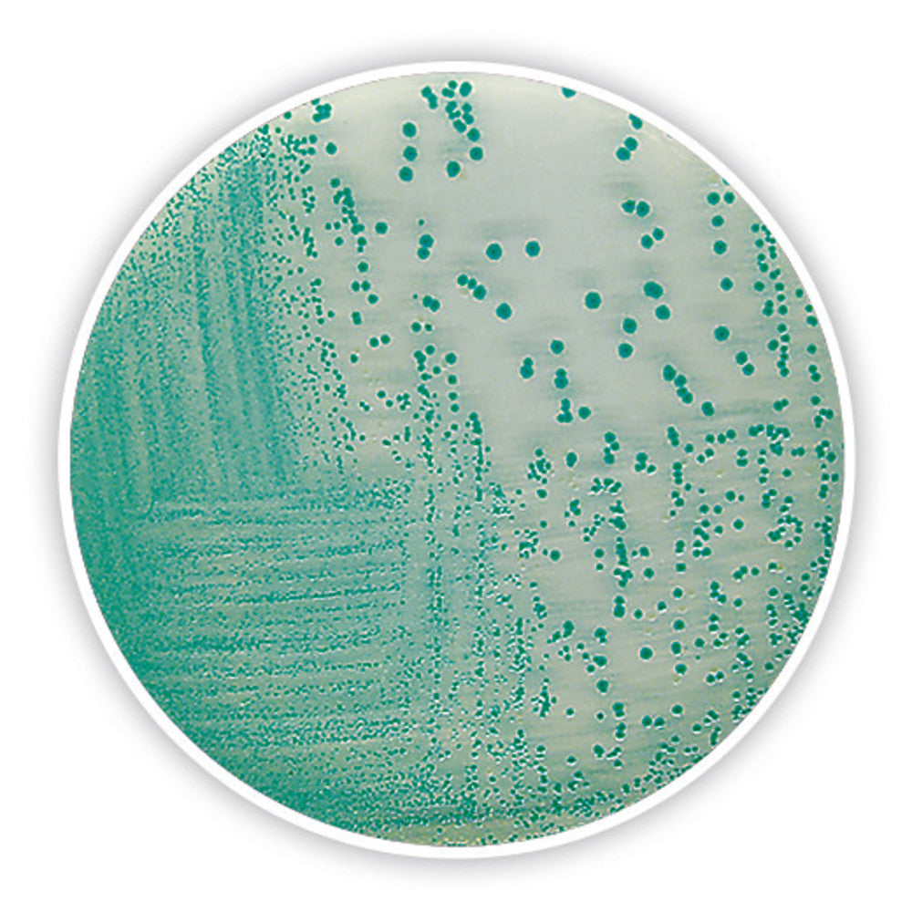 TBX chromogenic Agar, ISO 16649-2 a. -3, for microbiology, 100 g, plastic - Luminix Health