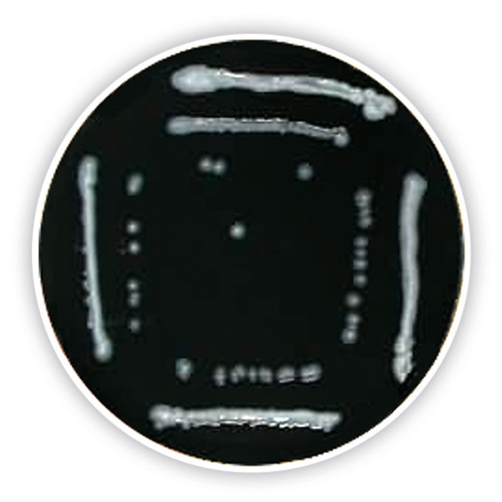 Legionella Agar (Base), ISO 11731, ISO 11133, 500 g, plastic - Luminix Health