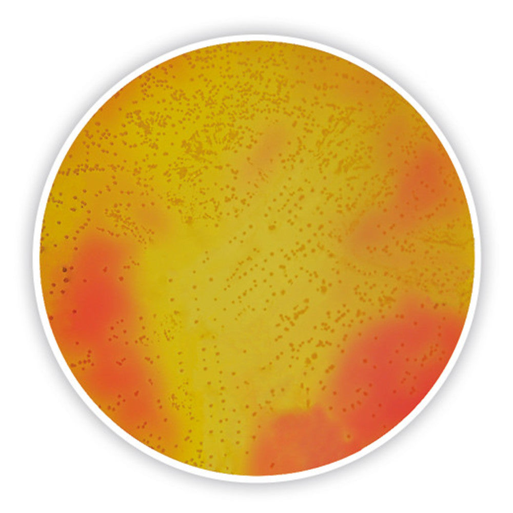 Mannitol Salt Agar, ISO 22718, for microbiology, 500 g, plastic - Luminix Health