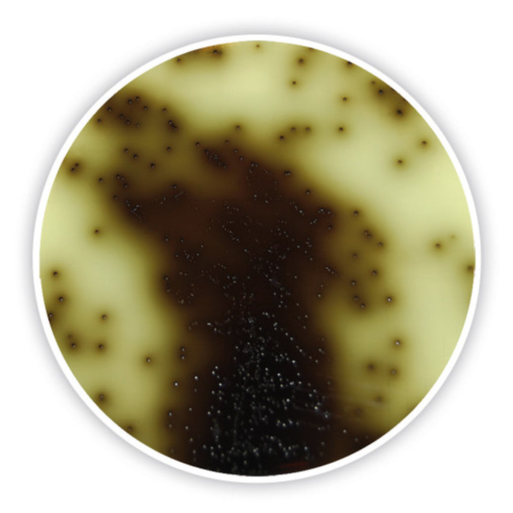Bile Esculin Azide Agar DEV, DEV, ISO 7899-2,2000, for microbiology, 500 g - Luminix Health