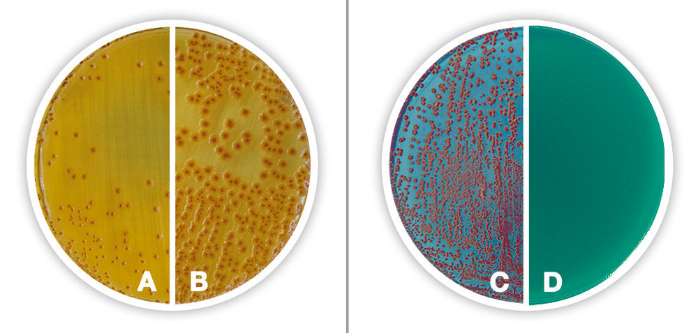 TTC Chapman Agar, DEV, with sodium, heptadecylsulphate, DEV, ISO 11133,, 500 g - Luminix Health