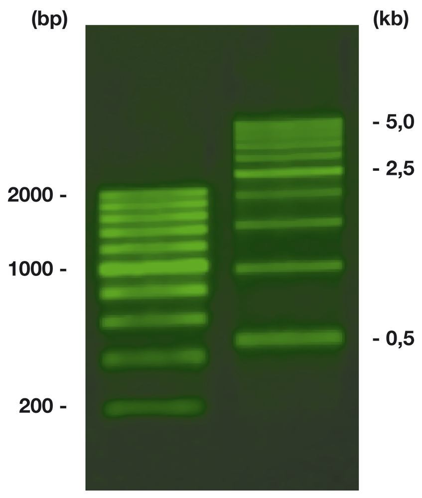 ROTI®Load DNAstain 2 Green,, 6x DNA gel loading buffer, ready-to-use, 1.8 ml - Luminix Health