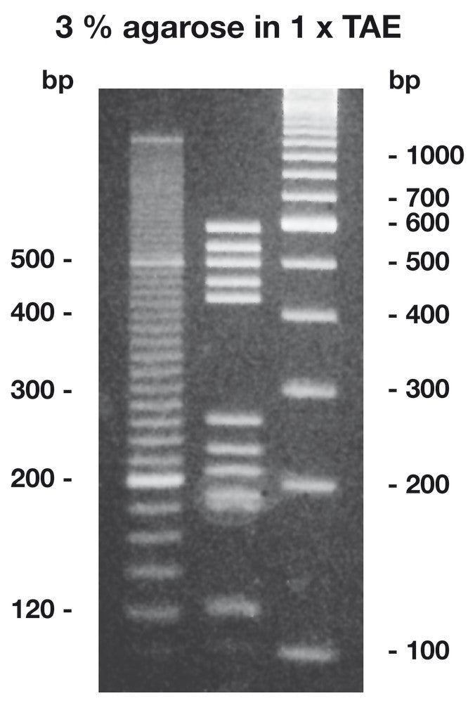 Agarose High Resolution ROTI®Garose, for small fragments, 10 g, plastic - Luminix Health