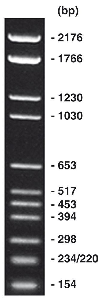 pBR328-Marker, DNA-marker, ready-to-use, 2 ml, plastic - Luminix Health