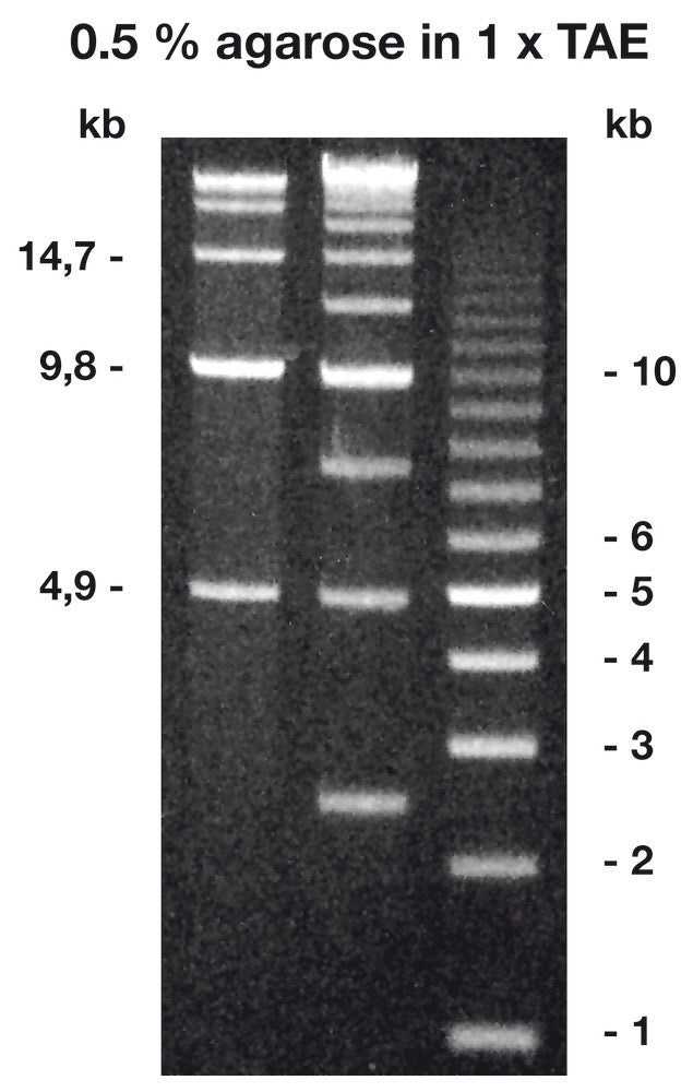 Agarose Broad Range ROTI®Garose, BioScience-Grade, 10 g, plastic - Luminix Health