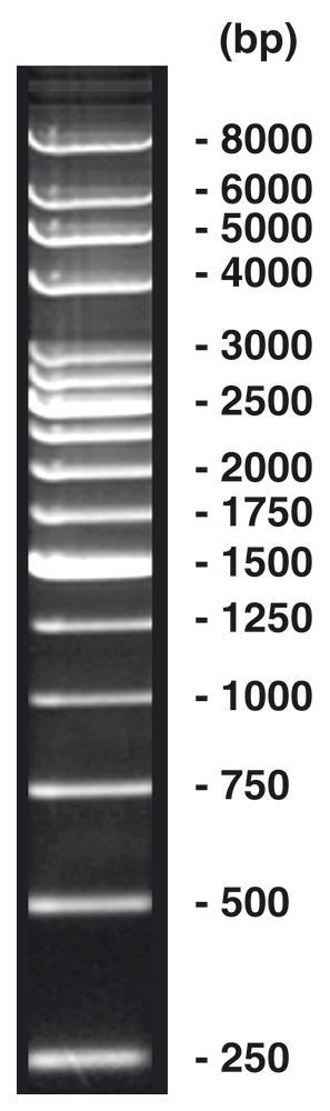 250 bp-DNA-Ladder, DNA-ladder (lyophil.) + gel loading, 50 µg, plastic - Luminix Health