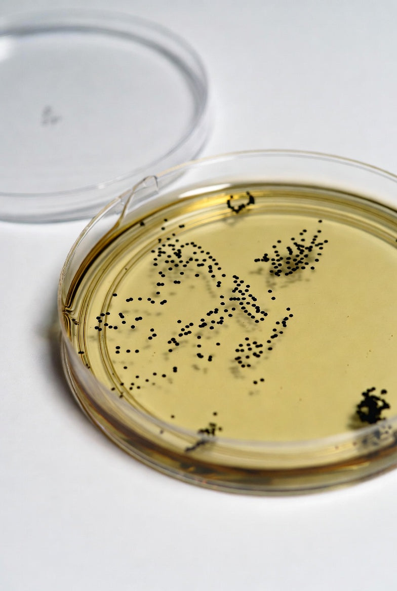 TSC Agar (Base), DEV, EN ISO 7937,2004, ISO 11133, 500 g, plastic - Luminix Health