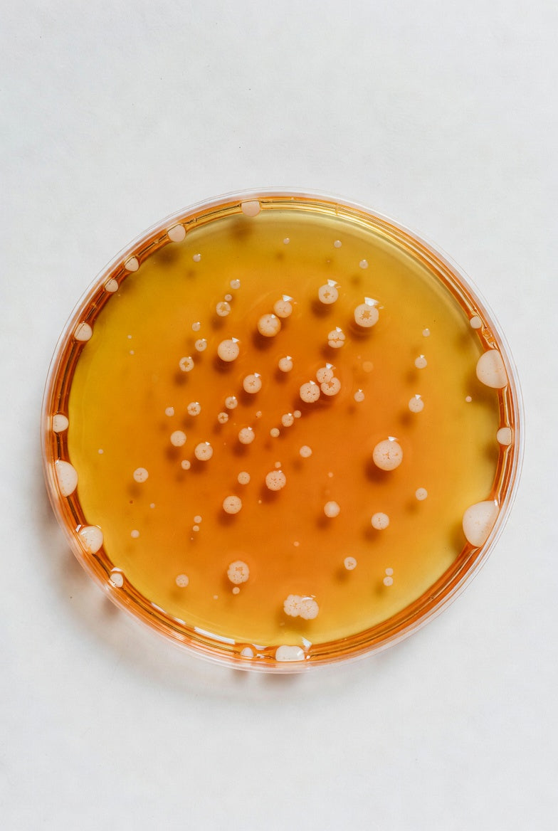Universal Beer Agar (Base), for microbiology, 500 g, plastic - Luminix Health