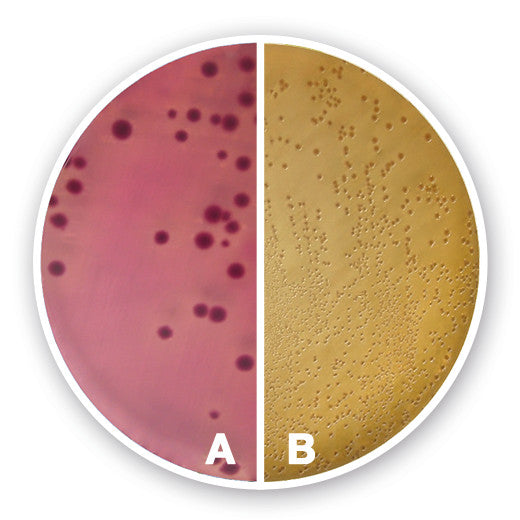 Violet Red Bile Agar with Dextrose and, Lactose, for microbiology, 500 g - Luminix Health