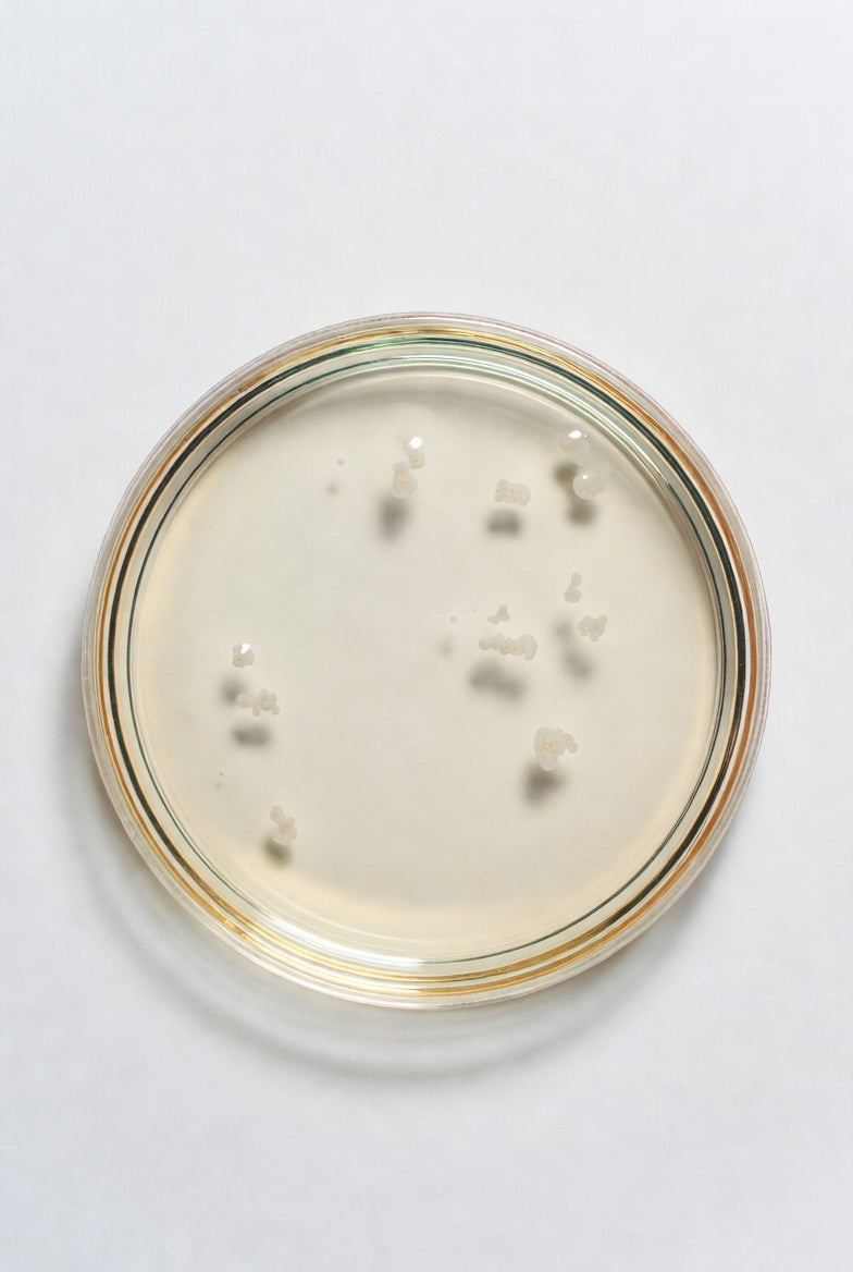 Wort Agar (Base), for microbiology, 500 g, plastic - Luminix Health