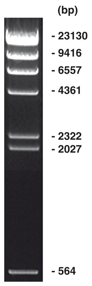 Lambda Hind III Marker, DNA ladder + gel loading buffer, 100 µg, plastic - Luminix Health